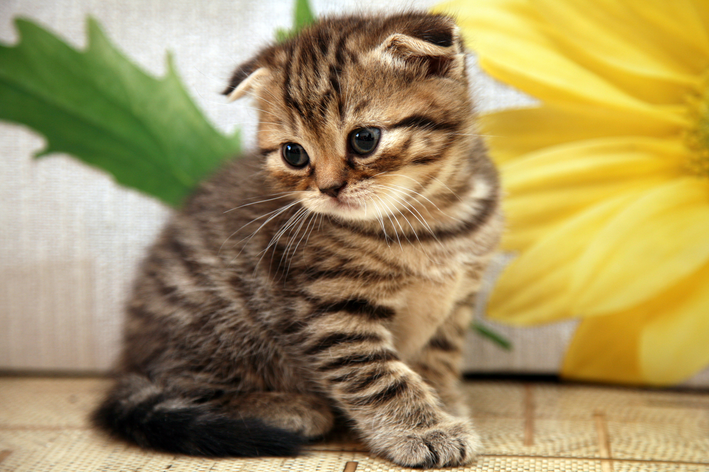 Gato Scottish Fold sentado