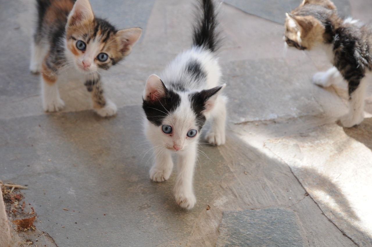 Gato abandonado: o que fazer quando encontrar um