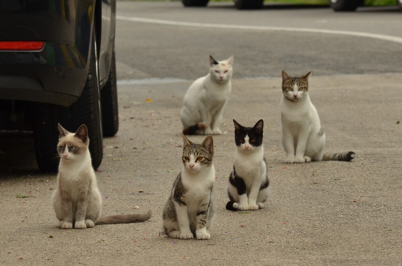 Gato abandonado: o que fazer quando encontrar um