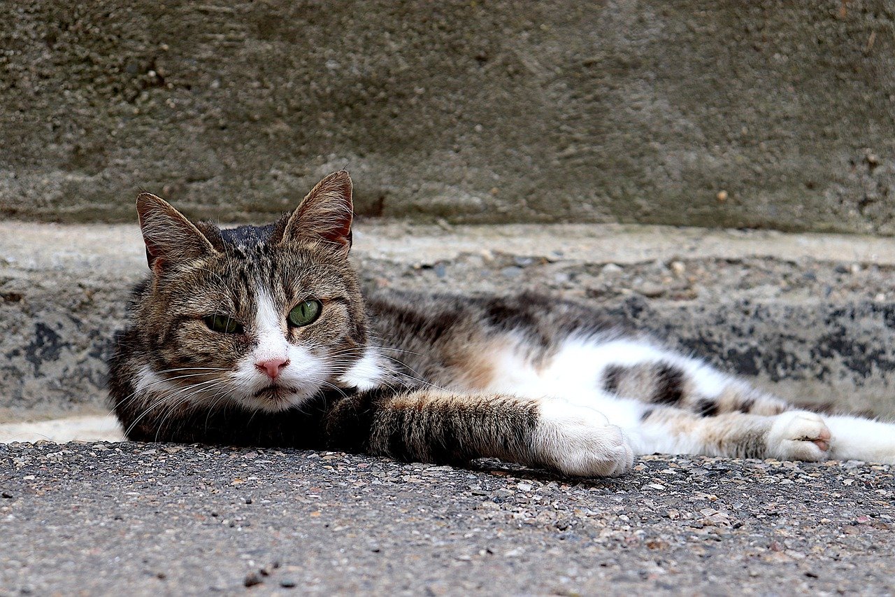 Gato abandonado: o que fazer quando encontrar um