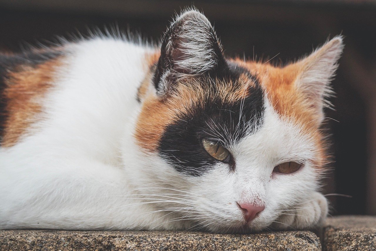 Gato com escama de tartaruga: entenda o que é