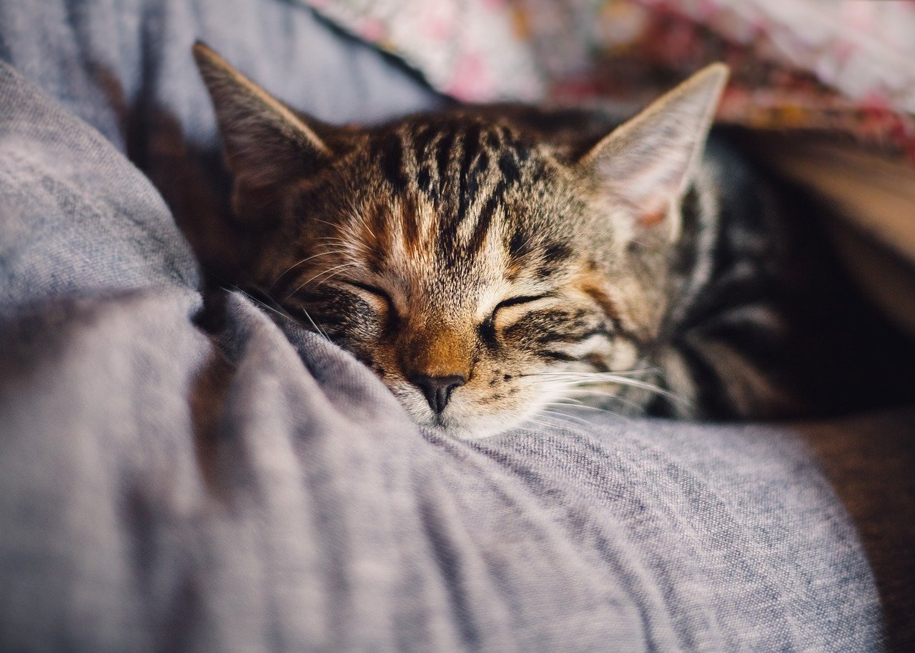 Gato dormindo muito: o que fazer?