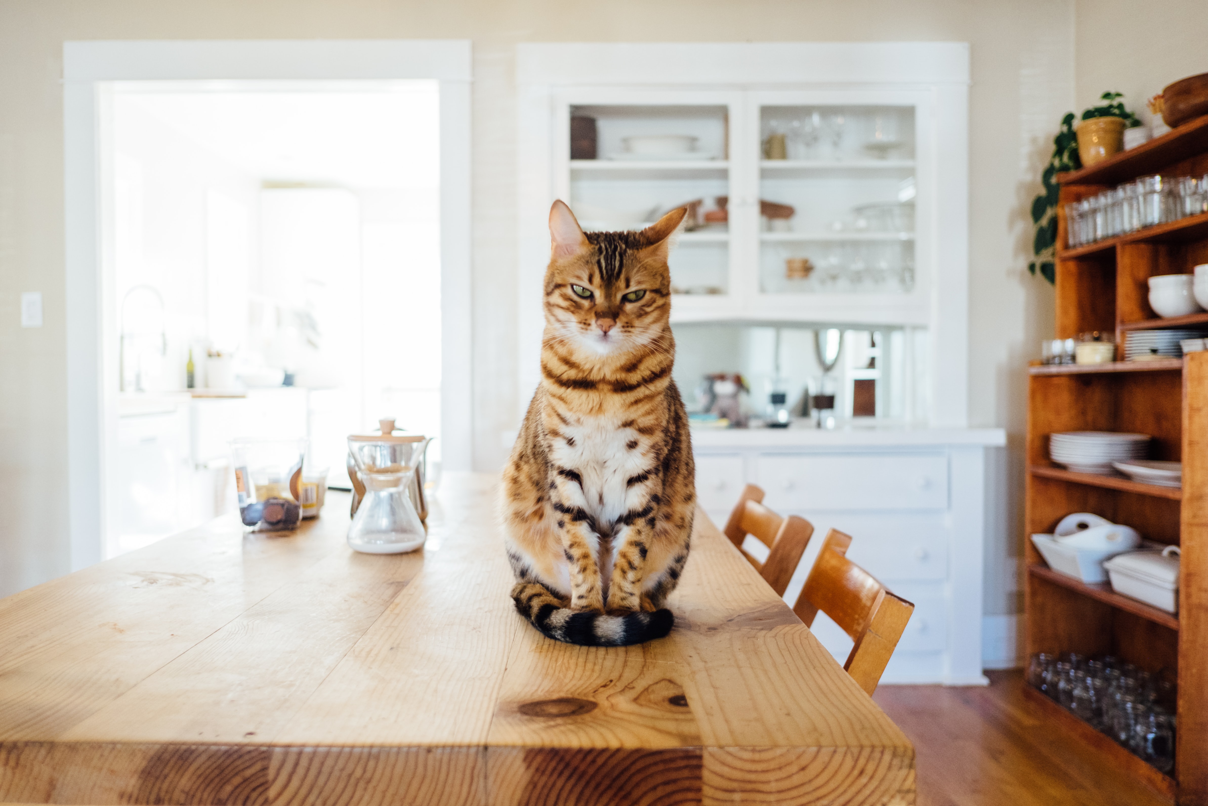 Gato mordendo: o que fazer para melhorar?