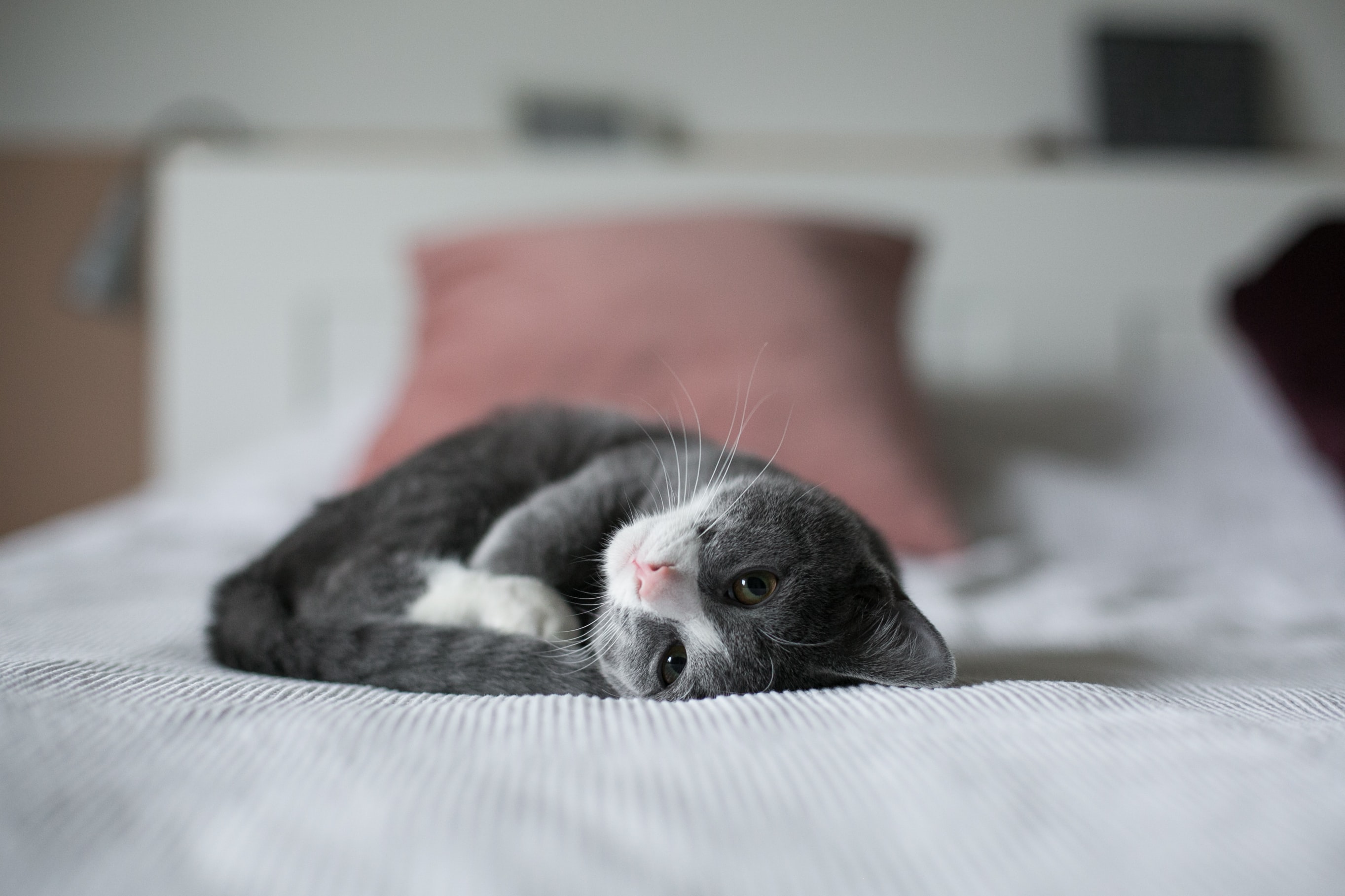 Gato pode tomar banho? Entenda melhor sobre isso!