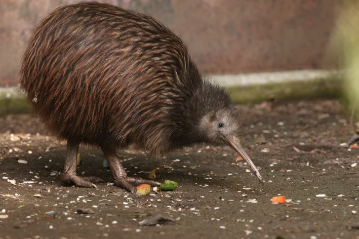 kiwi pássaro da nova zelândia