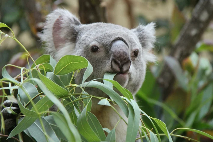 Koala comendo planta