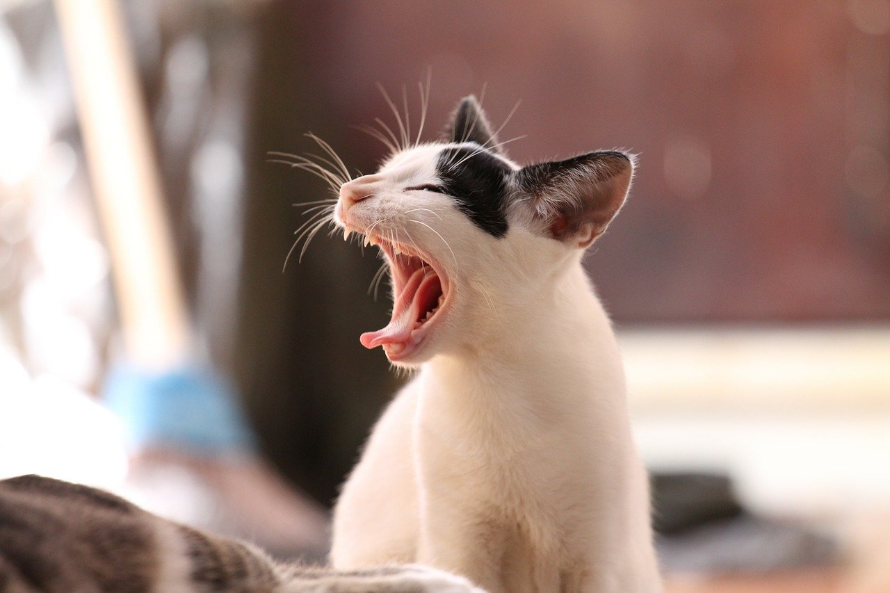 Pelo de gato caindo: o que pode ser?