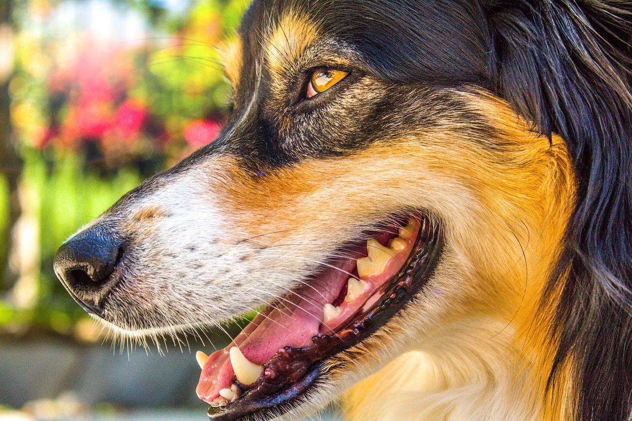 Causas de abscesso em cachorro