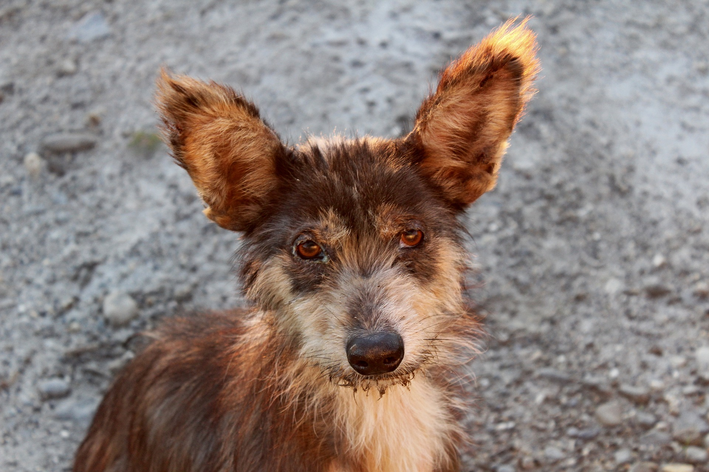 O que fazer antes da adoção de cãe