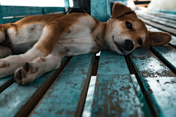 Adoção de cães: o que saber e por onde começar