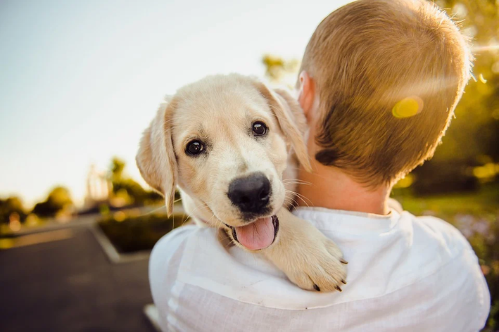 cachorro com mau hálito