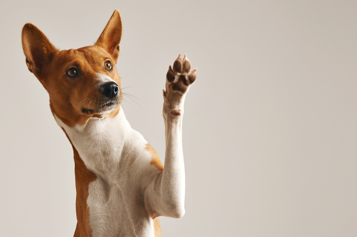 Descubra se cachorro pode comer bolacha!