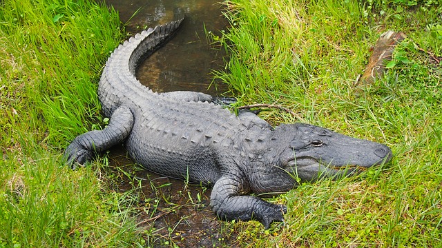 diferença entre jacaré e crocodilo