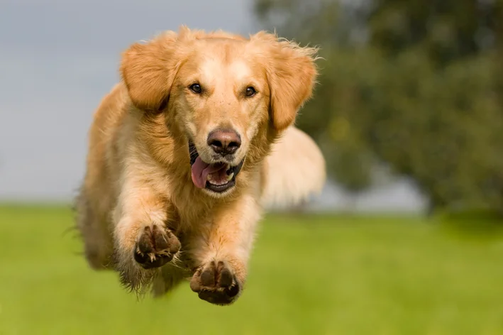 cachorro correndo anatomia canina