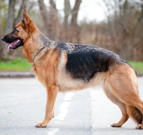 anatomia do corpo do cachorro
