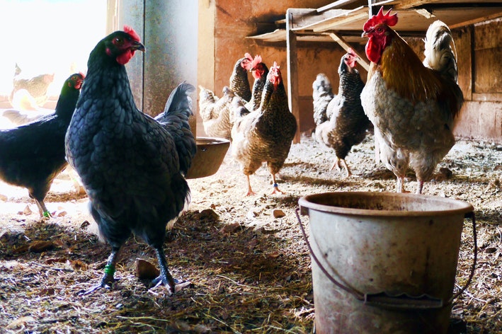 a galinha é um dos animais oviparos