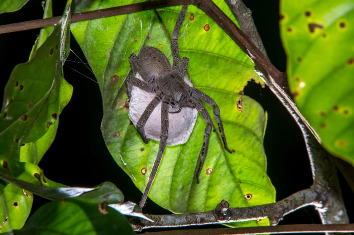 Aranha armadeira da folha