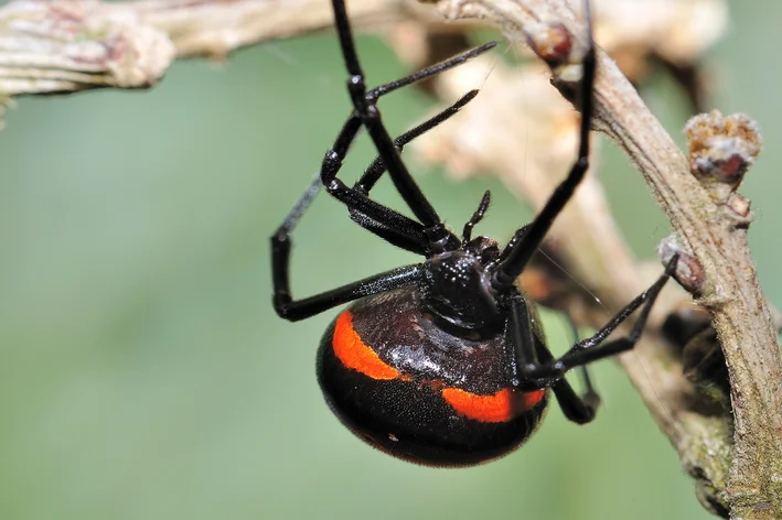 animais carnívoros viúva negra na teia