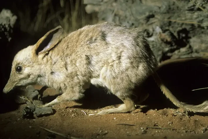 bandicoot pé de porco na toca