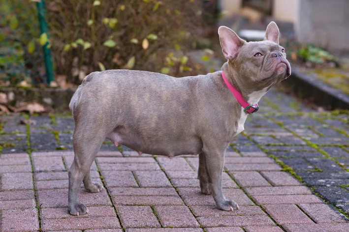 cachorro com barriga d´agua