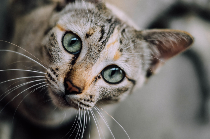 Bigode de gato: para que serve?