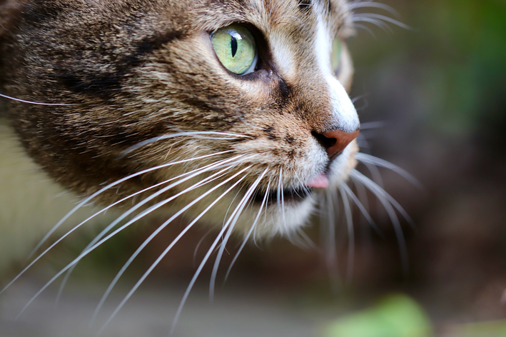 Bigode de gato: para que serve?