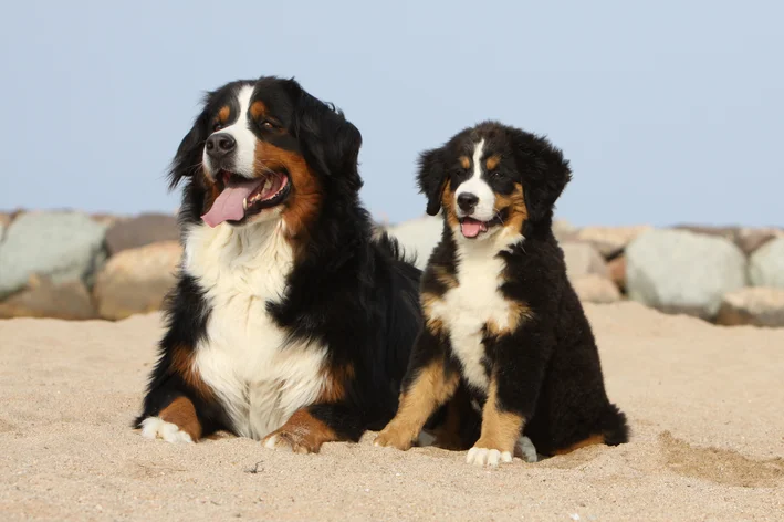 dois cães pretos boiadeiro de berna sentados