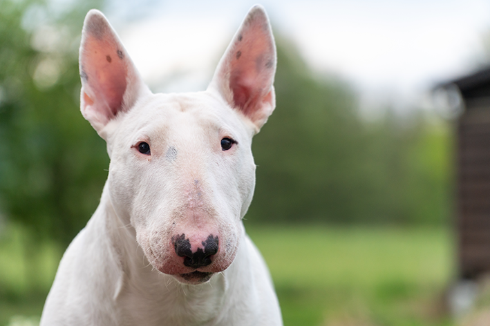 bull terrier branco