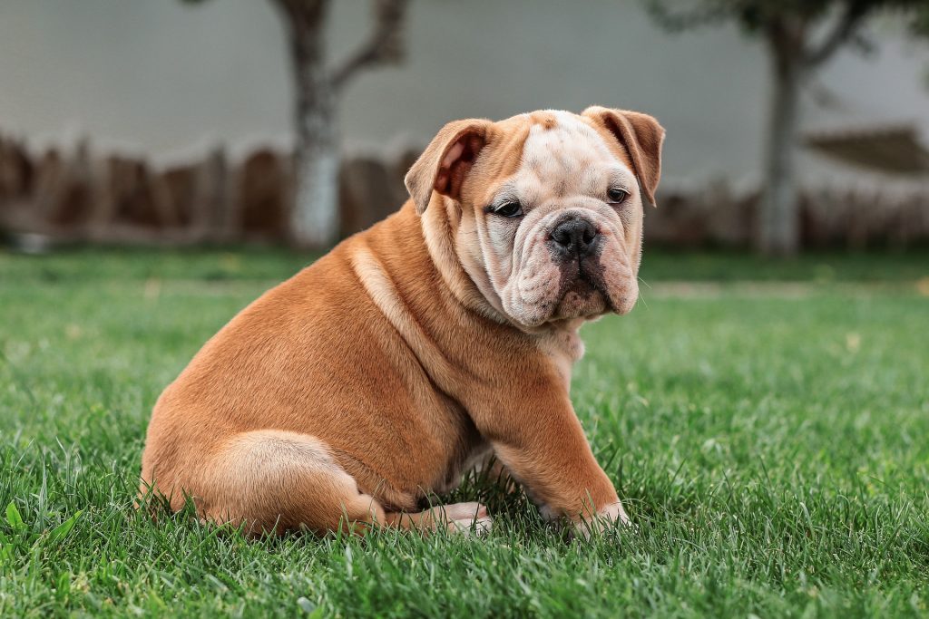 raça de cachorro bulldog ingles