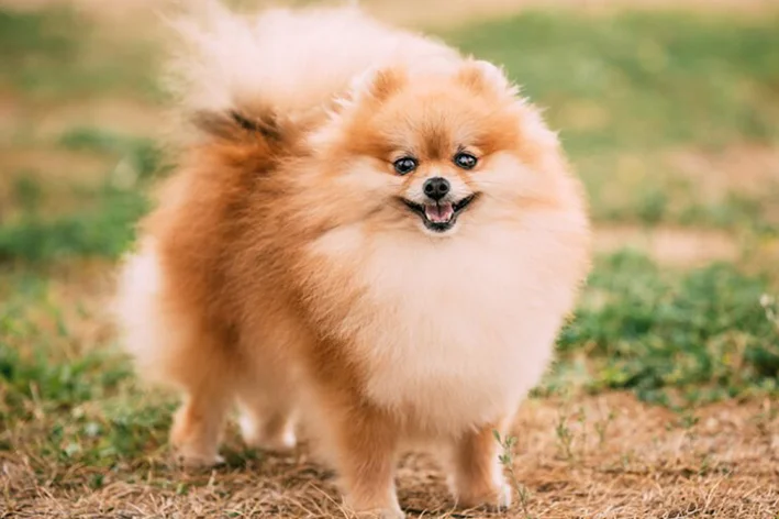 lulu da pomerania no jardim