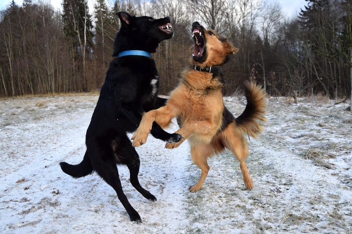 Cachorro brigando: o que fazer e como prevenir