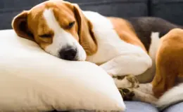 cachorro com depressão deitado