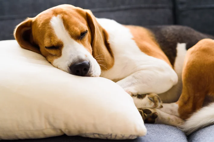 cachorro com depressão deitado