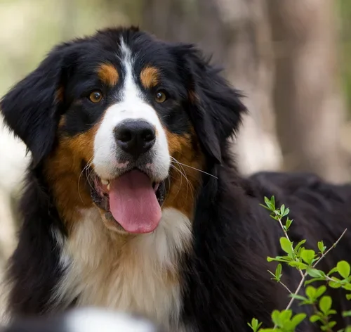 cachorro com falta de ar e a língua de fora