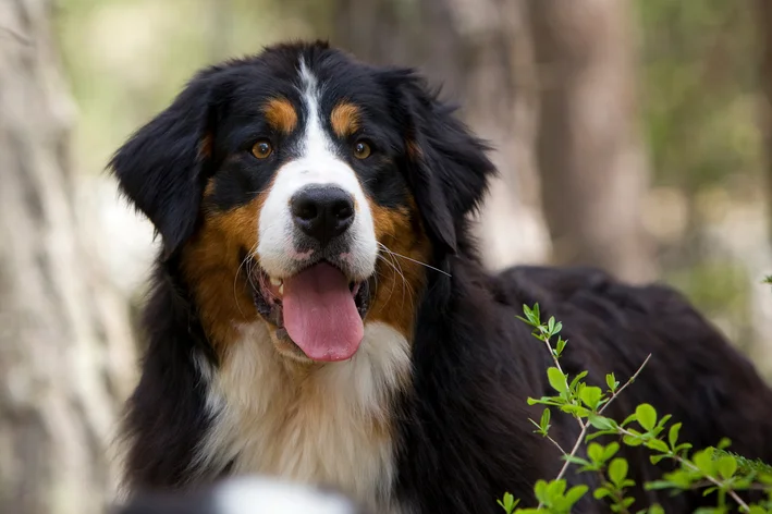 cachorro com falta de ar e a língua de fora