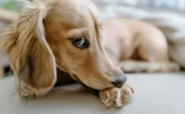 cachorro com mau hálito