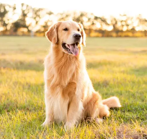 Cachorro sentado com soluço