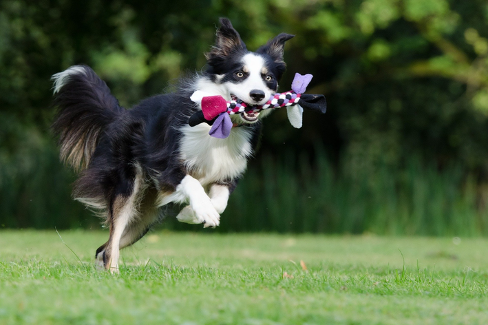 Cachorro de porte médio: os mais populares