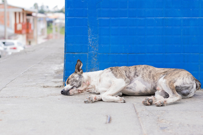 Cachorro deitado na calçada