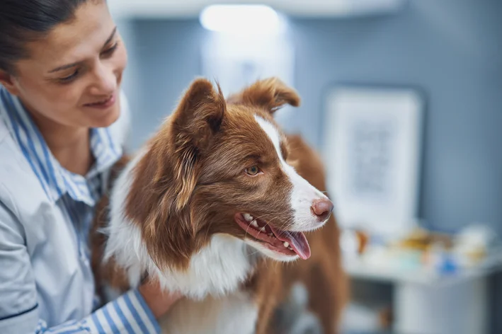 Cachorro durante consulta veterinária