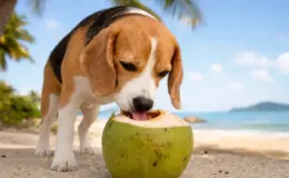 Cachorro pode beber água de coco
