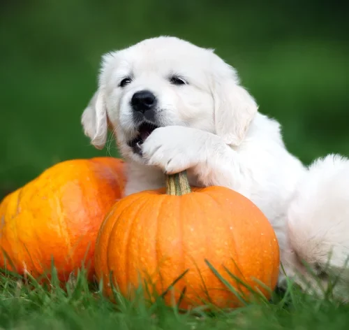 cachorro comendo abóbora