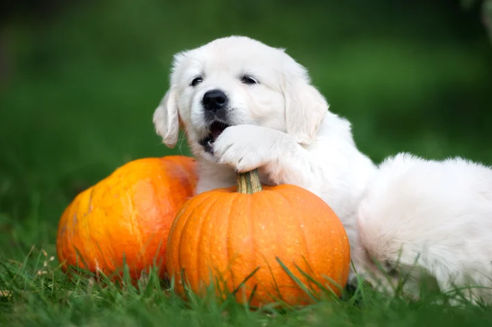 cachorro comendo abóbora