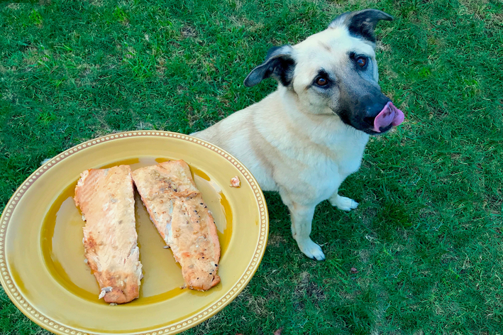 Cachorro pode comer atum