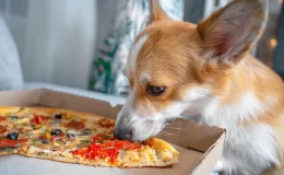 Cachorro tentando comer azeitona