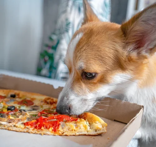 Cachorro tentando comer azeitona