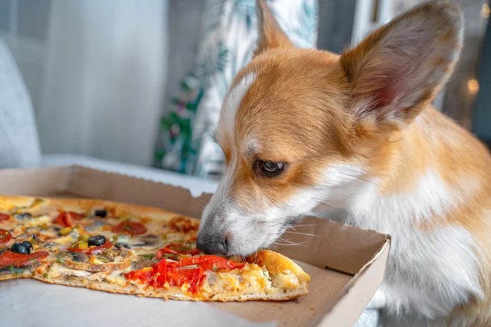 Cachorro tentando comer azeitona