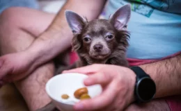 cachorro pode comer azeitona
