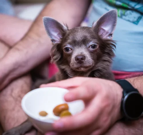 cachorro pode comer azeitona
