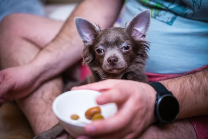 cuidado se o cachorro comer azeitona por acidente